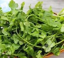 Cilantro