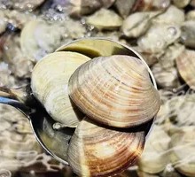 Fresh Clams