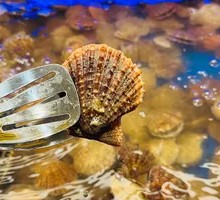 Scallop