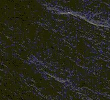 Grilled Oysters on Iron Plate