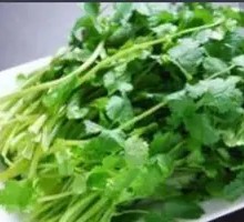 Cilantro