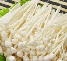 Enoki Mushroom