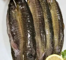 Fresh Loach