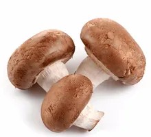 Shiitake Mushroom