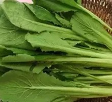 Ecological Baby Bok Choy