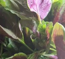 Garlic Stir-fried Han Cai