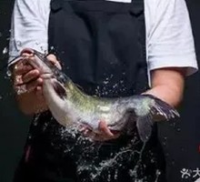 Fresh Catfish
