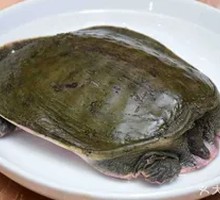 Eco Turtle Shell