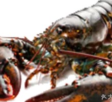 Fresh Boston Lobster