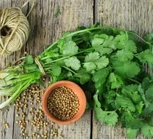 Cilantro