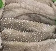 Fresh Tripe