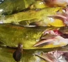 Yellow Catfish