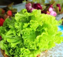 Lettuce