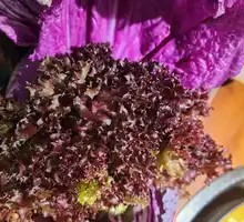 Purple Qi Eastward Spread of Vegetables