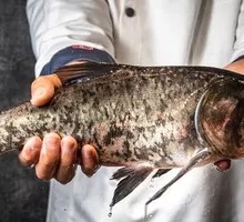 Deep Water Lotus Fish
