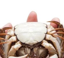 Female Crab
