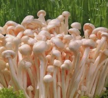 Fresh Tender Enoki Mushrooms