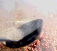 Secret Spicy Oil Base