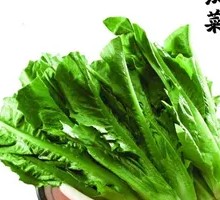 Oilseed lettuce