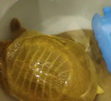 Lotus Pond Softshell Turtle
