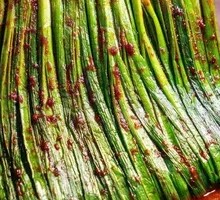 Leek