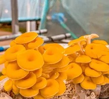 Golden Oyster Mushroom