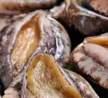 Eight-Head Live Abalone