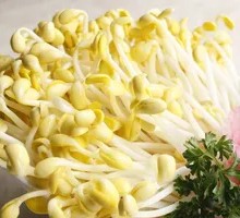 Bean sprouts