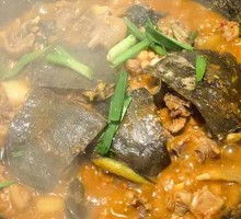 Selected Softshell Turtle