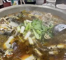 Freshly Caught Bullfrog