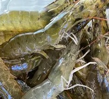 Sea Shrimp Stir-Fry