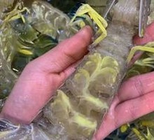 Crawling Shrimp