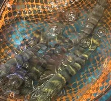 Tiger Shrimp