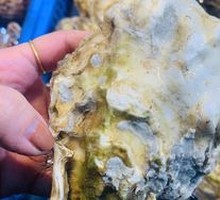 Large Oyster