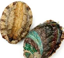 Large Fresh Abalone