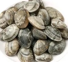 Fresh Sand-Free Cockles