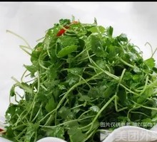 Cilantro