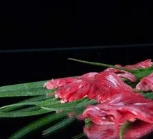 Chrysanthemum Duck Gizzard