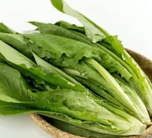 Oilseed lettuce