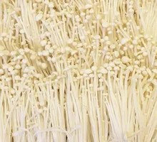 Enoki Mushroom
