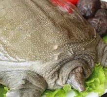 Freshly Killed Turtle