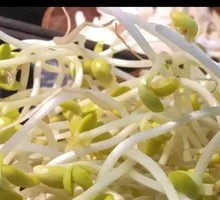 Well Water Bean Sprouts