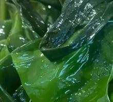 Sea lettuce