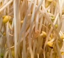 Fresh Well Water Bean Sprouts