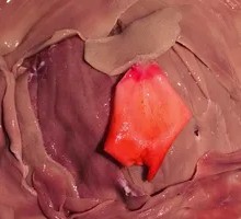 Sliced Pork Kidney with Big Knife