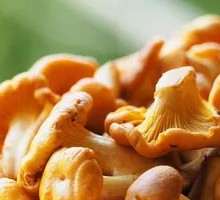 Yellow Thread Mushroom