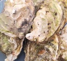 Oyster