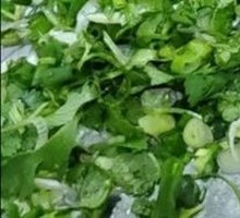 Cilantro