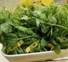 Pea Shoots