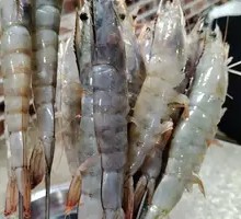 Large Shrimp